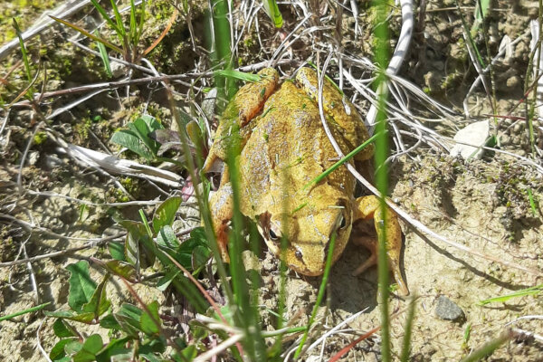 Benerz Deponie Neubueel Oekologische Aufwertung 06
