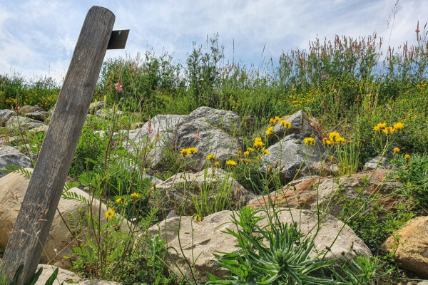Benerz Waldibruecke Oekologischer Ausgleich 02